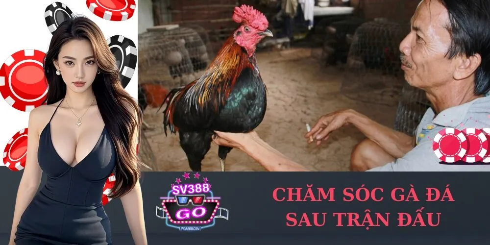 Chăm sóc gà đá sau trận đấu