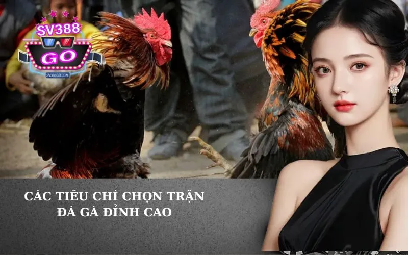 Các Tiêu Chí Chọn Trận Đá Gà Đỉnh Cao