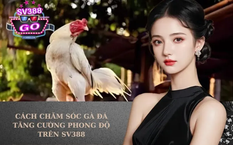 Cách Chăm Sóc Gà Đá Tăng Cường Phong Độ Trên SV388