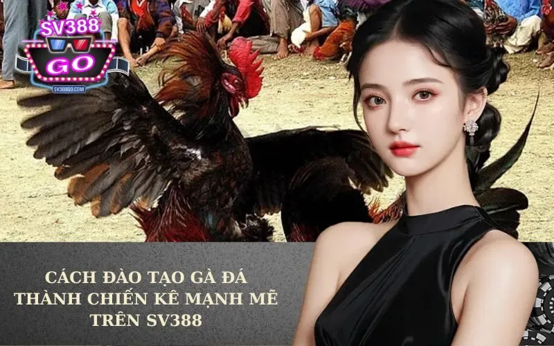 Cách Đào Tạo Gà Đá Thành Chiến Kê Mạnh Mẽ Trên SV388