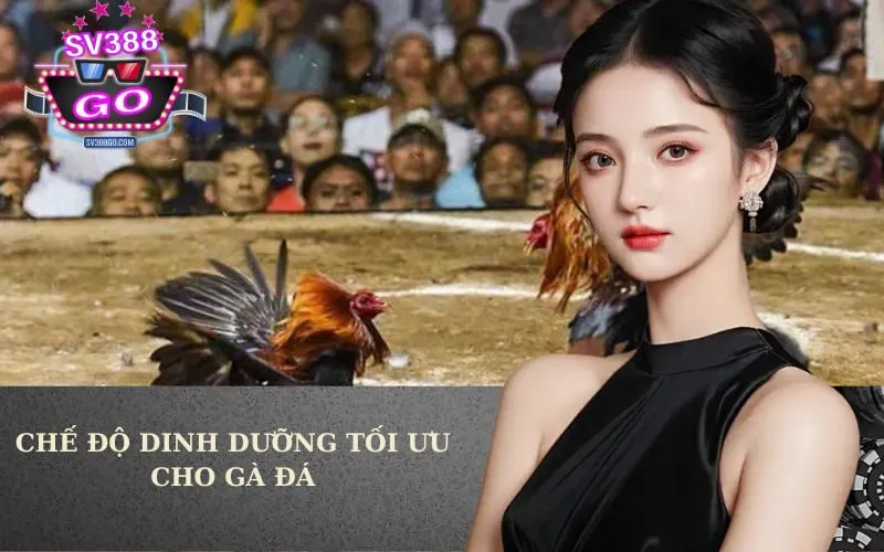 Chế độ dinh dưỡng tối ưu cho gàđá