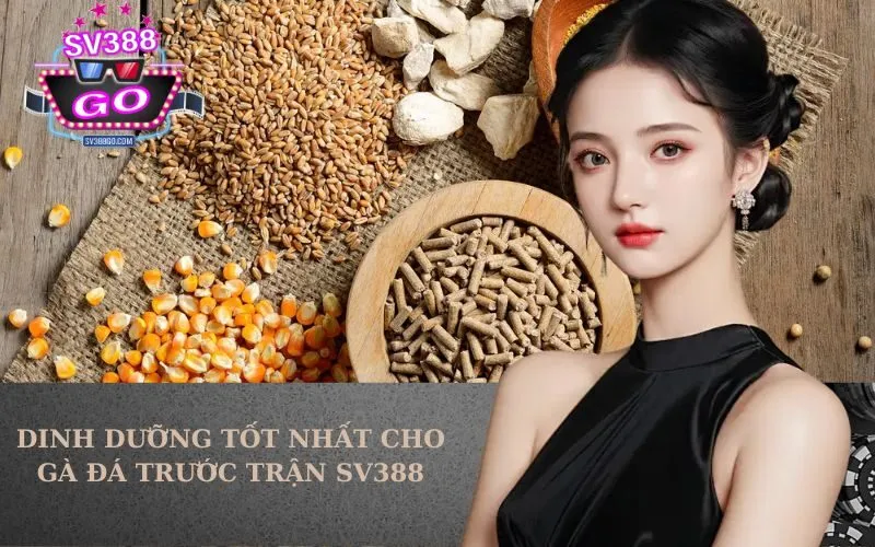 Dinh Dưỡng Tốt Nhất Cho Gà Đá Trước Trận SV388