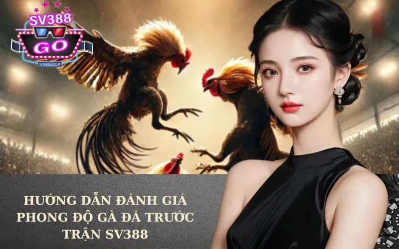 Hướng Dẫn Đánh Giá Phong Độ Gà Đá Trước Trận SV388
