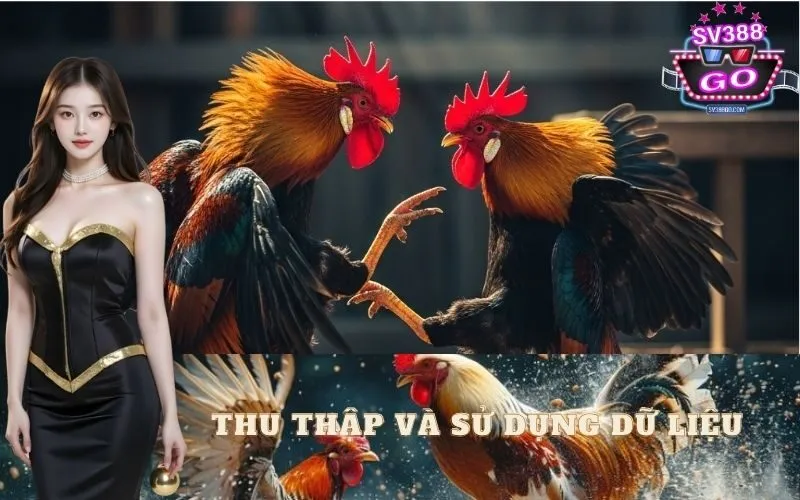 Thu Thập và Sử Dụng Dữ Liệu